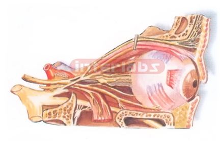 NERVES MODEL IN THE ORBIT (LATERAL ASPECT)